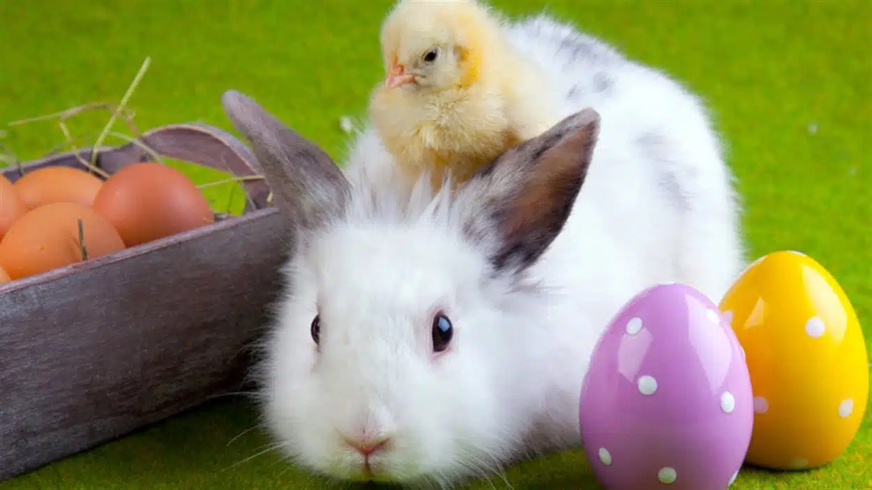 Quel est le nom du lapin de Pâques