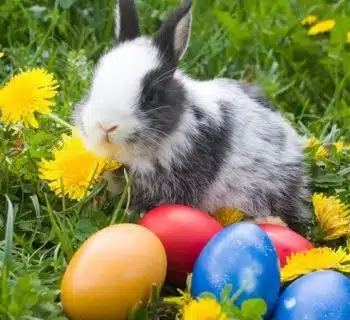 Quel est le nom du lapin de Pâques