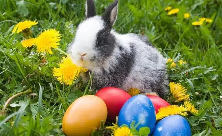 Quel est le nom du lapin de Pâques